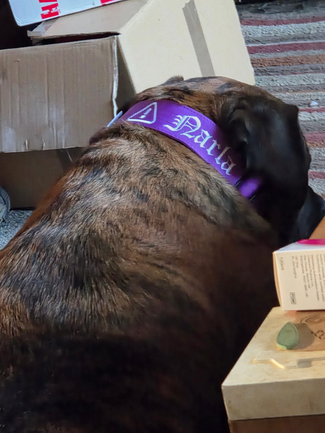 Customer photo review of Slip Training Lead | Anti Pull & No Choking -  Purple