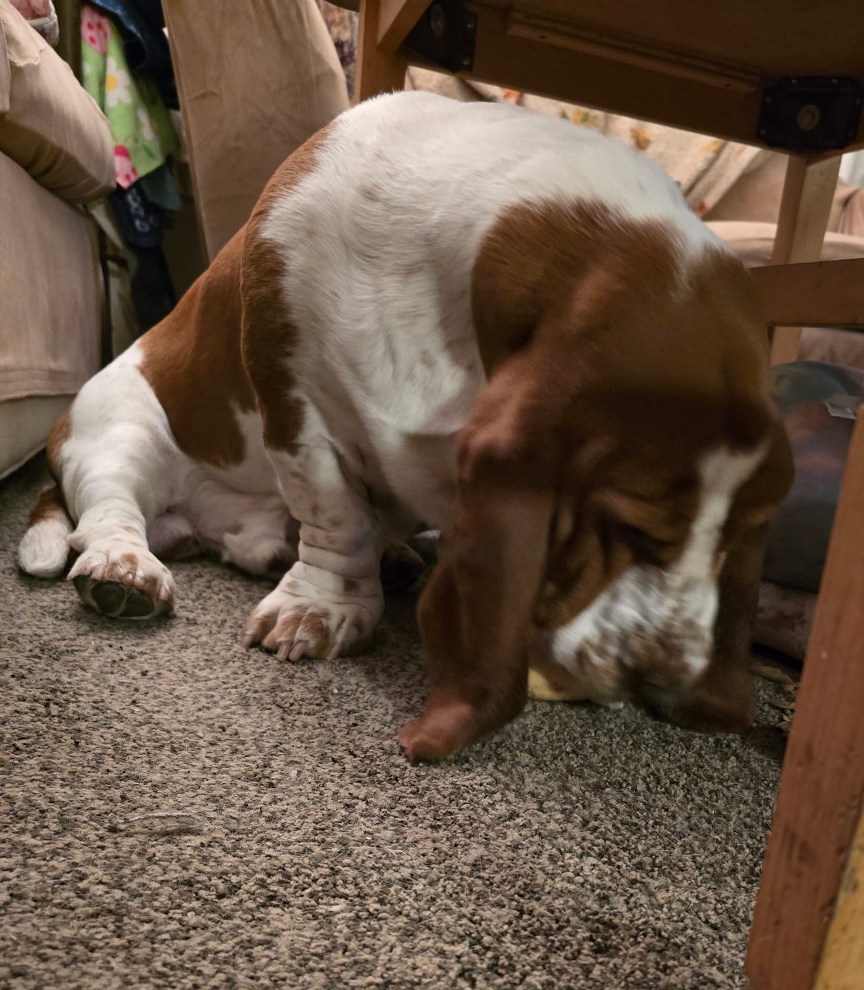 Customer photo review of 6 Inch Monster Bully Stick