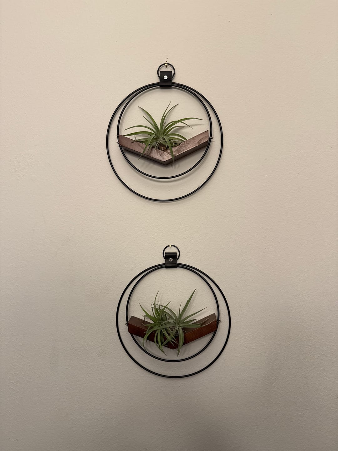 Customer photo review of Air Plant V-Hanger Trio