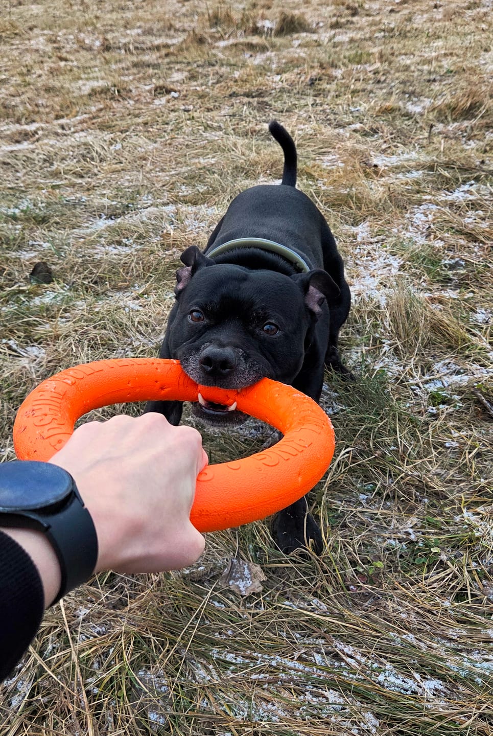 Customer photo review of Staffordshire Bull Terrier 1935® Pull Ring - Orange