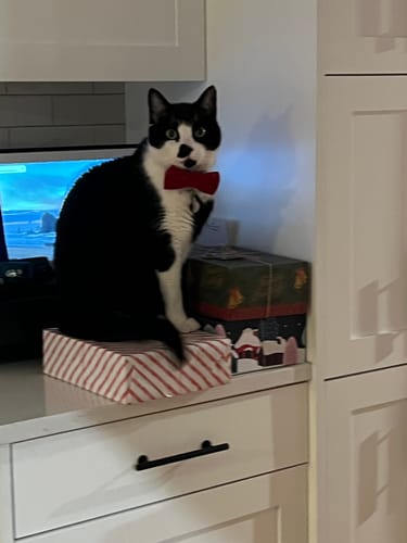 Customer photo review of Red Velvet Dog Bow Tie for Dog Collar and Cat Collar