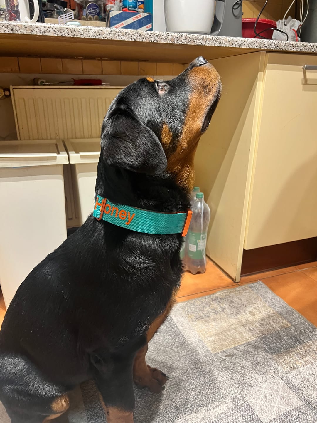 Customer photo review of 4cm LIGHTER Combat® Collar | With Handle Rated Clip - Turquoise & Orange