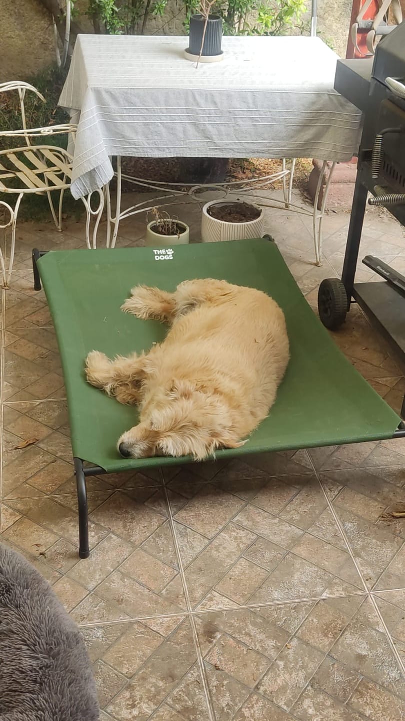 Customer photo review of Cama Elevada THE DOGS: Frescura y Ventilación