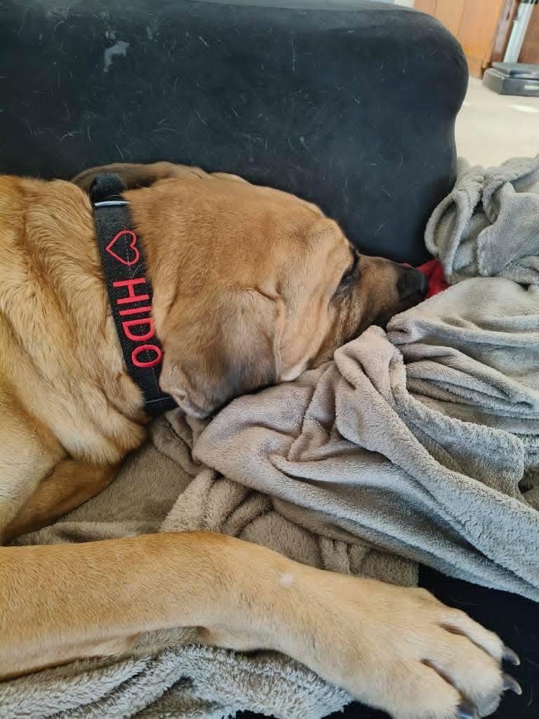 Customer photo review of 4cm Tweed Combat® Collar | Handle & Secure Clip - Charcoal Black