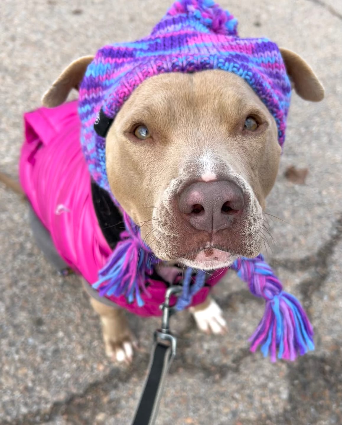 Customer photo review of Knit Pom Pom Dog Beanie Hats