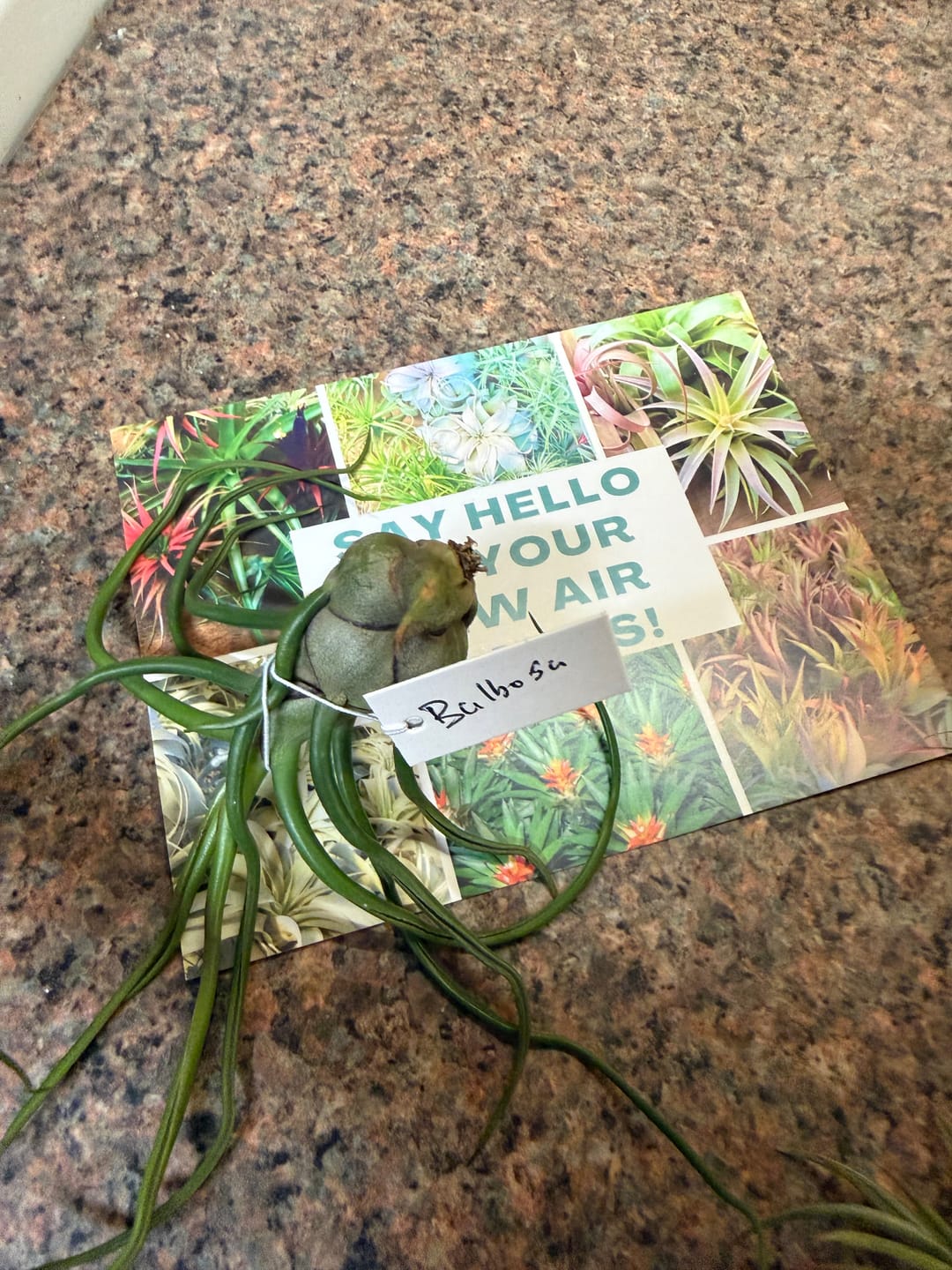 Customer photo review of Bulbosa