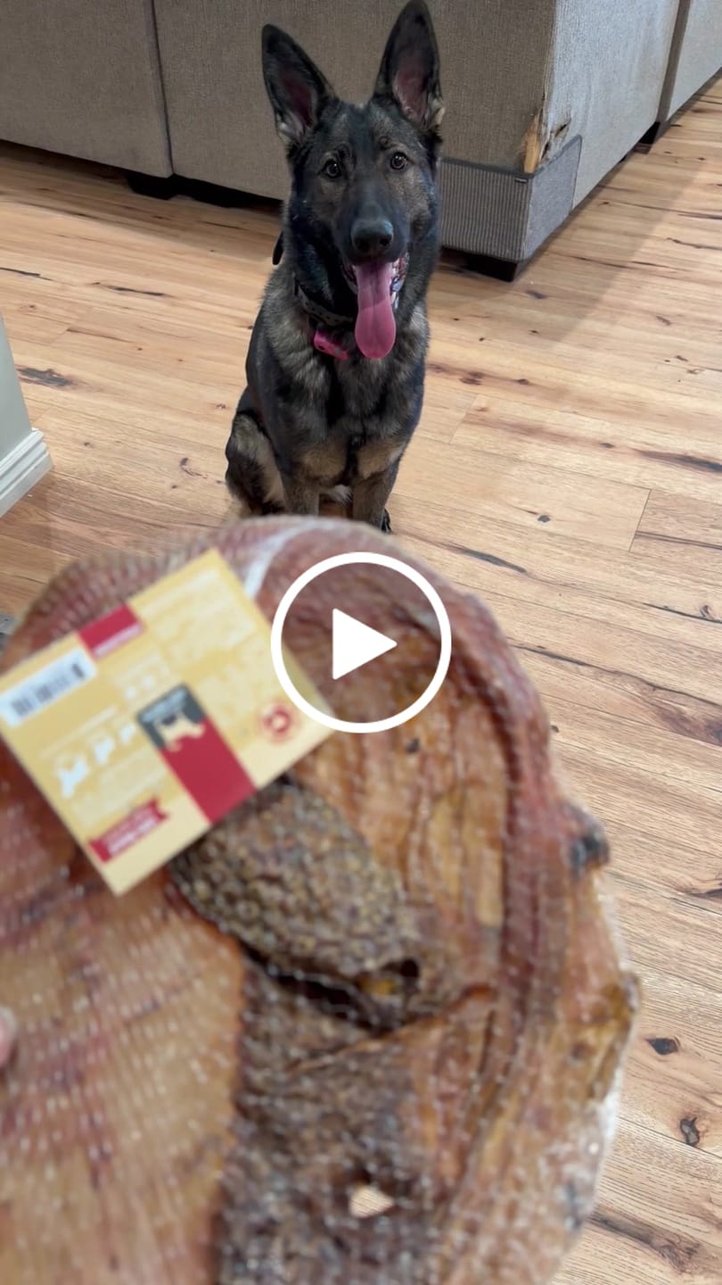 Customer video review of Chewy Ostrich Whole Gizzard: The Protein & Omega-3 Rich, Natural Dog Chew Treat