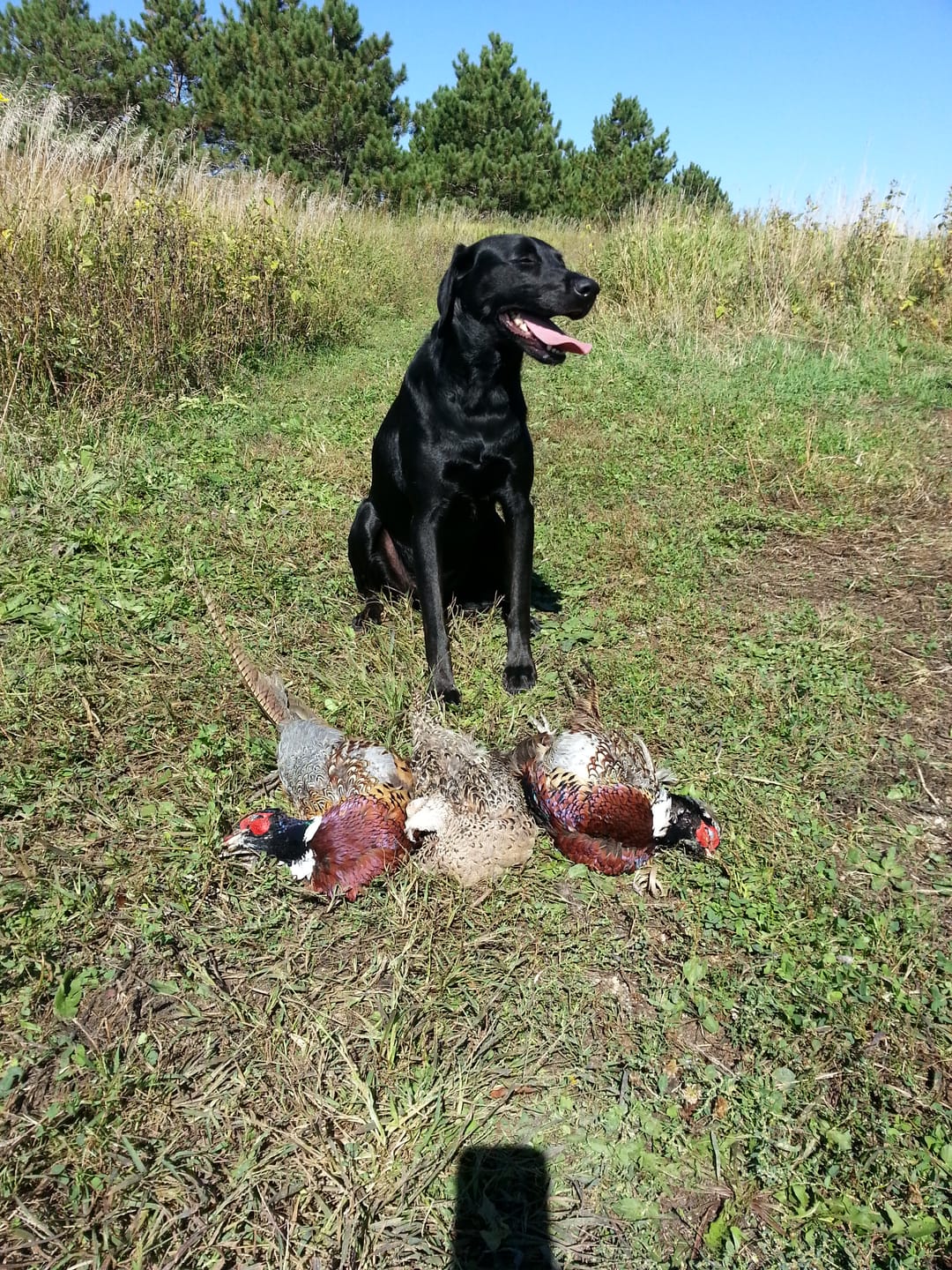 Customer photo review of Venison Organs Treat Case (6 x 2.65oz Bags)