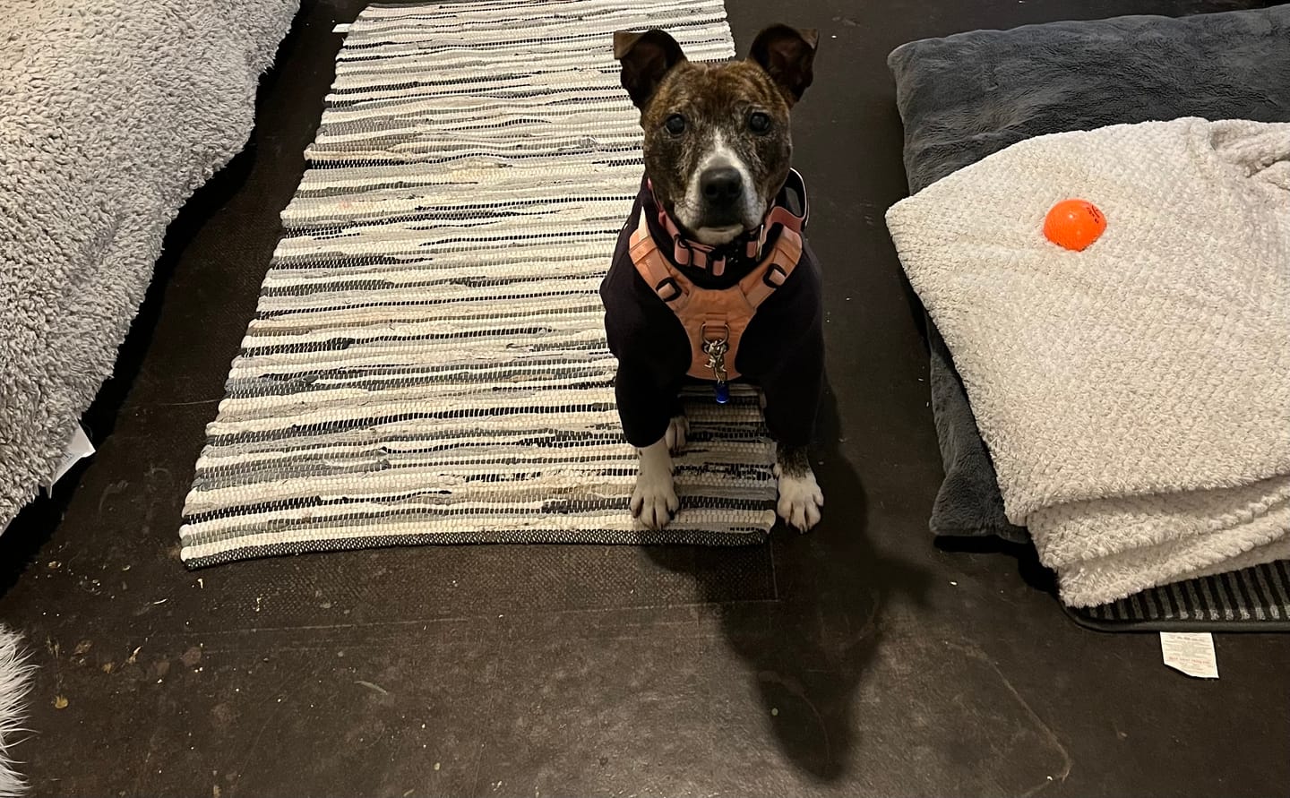 Customer photo review of 2.5cm Combat® Collar | With Handle & Rated Clip - Pink