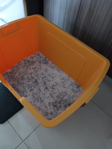 Customer photo review of 3 Month Supply - 1 Cat