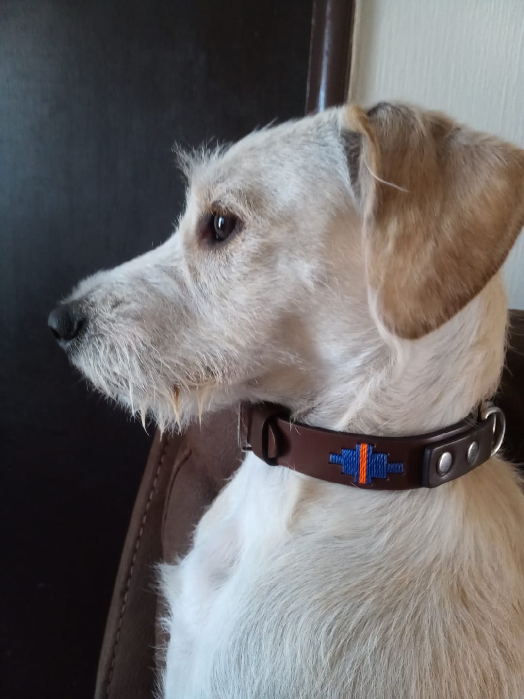 Customer photo review of Collar Lassie Marrón/Marrón B28