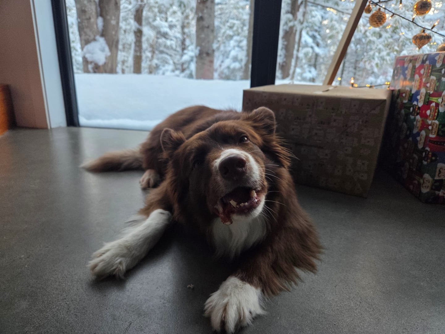 Customer photo review of 6 Inch Monster Braided Bully Stick