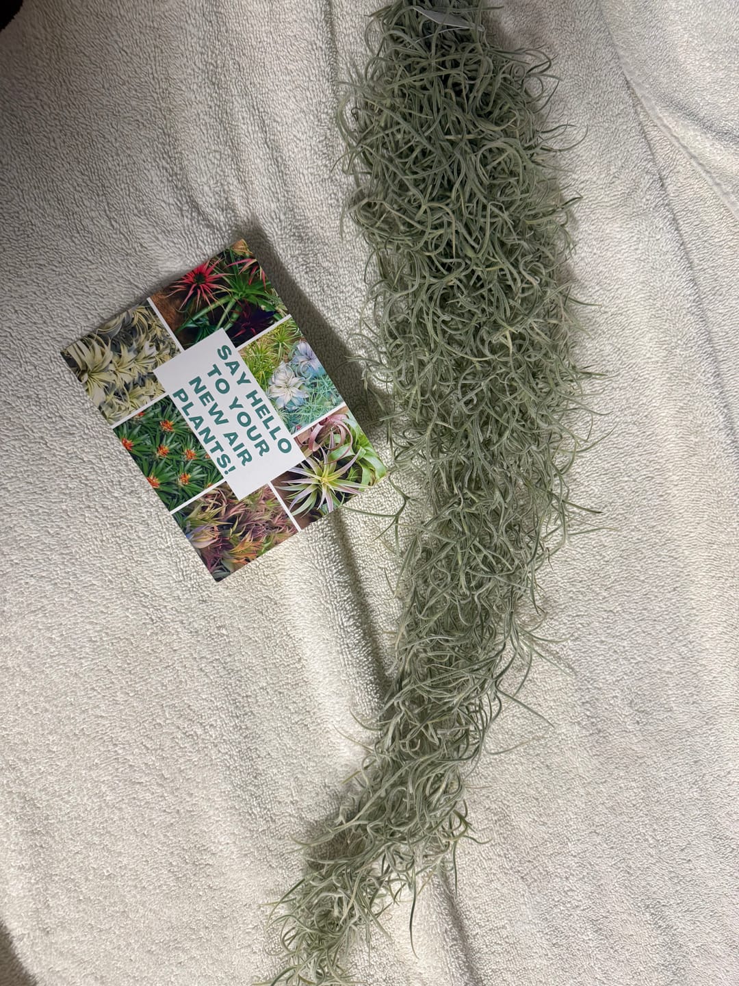 Customer photo review of Usneoides (Spanish Moss) White  On Hanging Wire!