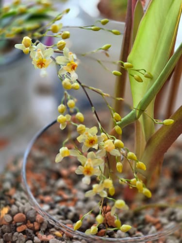 Kunde zeigt eine Nahaufnahme seiner Oncidium Twinkle Jasmin mit zarten, cremefarbenen Blüten und Knospen.