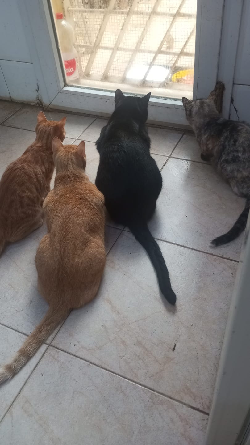 Customer photo review of Grain Free Cat Adult