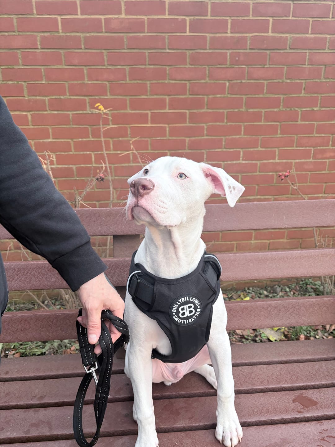 Customer photo review of Comfort Premium Harness | Non Restrictive - Black