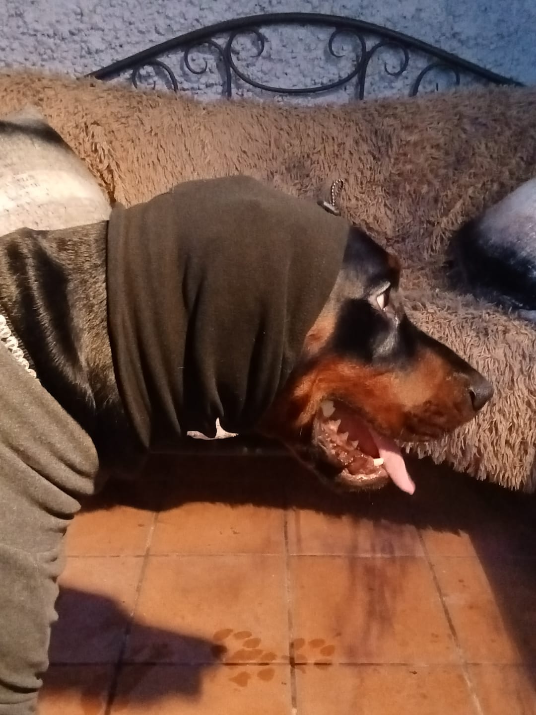 Customer photo review of Anxiety Calming Dog Earmuff Protector