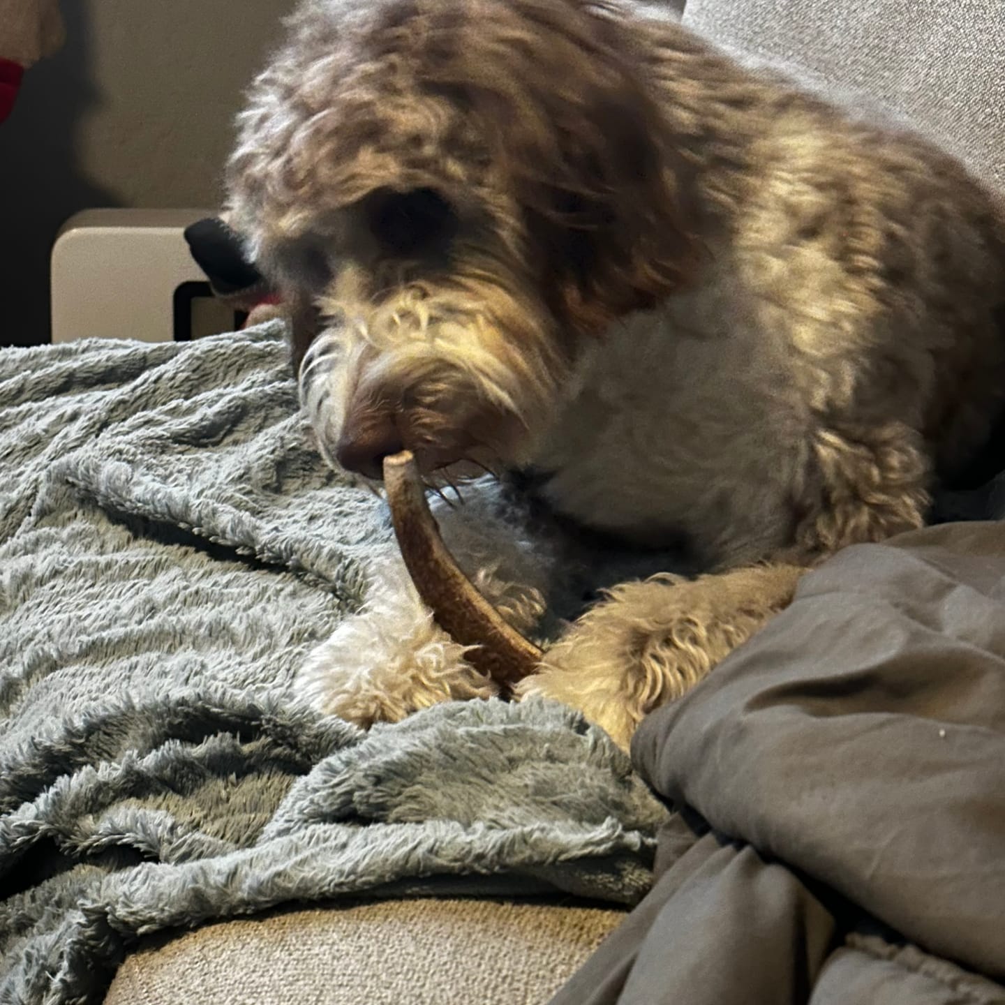 Customer photo review of Large Elk Chew