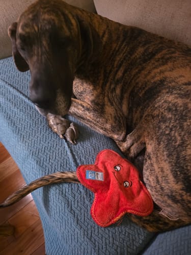 Customer photo review of Clean Earth Plush - 100% Sustainable