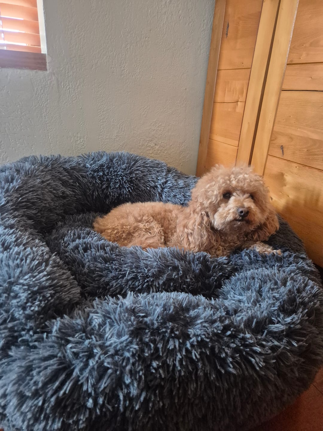 Customer photo review of Cama Anti-Estrés THE DOGS — Menos ansiedad, más descanso