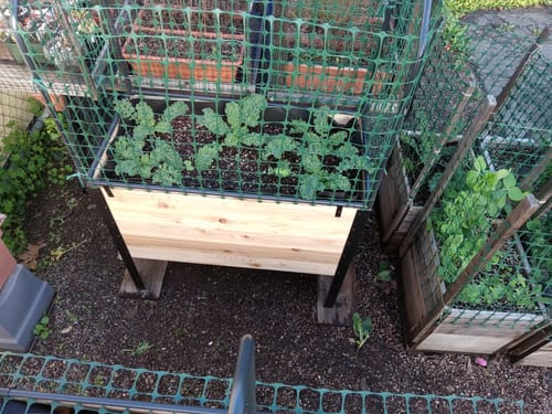 Customer photo review of 18" x 36" Raised Garden Bed - 30" TALL
