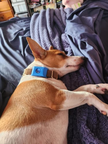 Customer photo review of FluffGuard - 12 Months Bug Free Collar