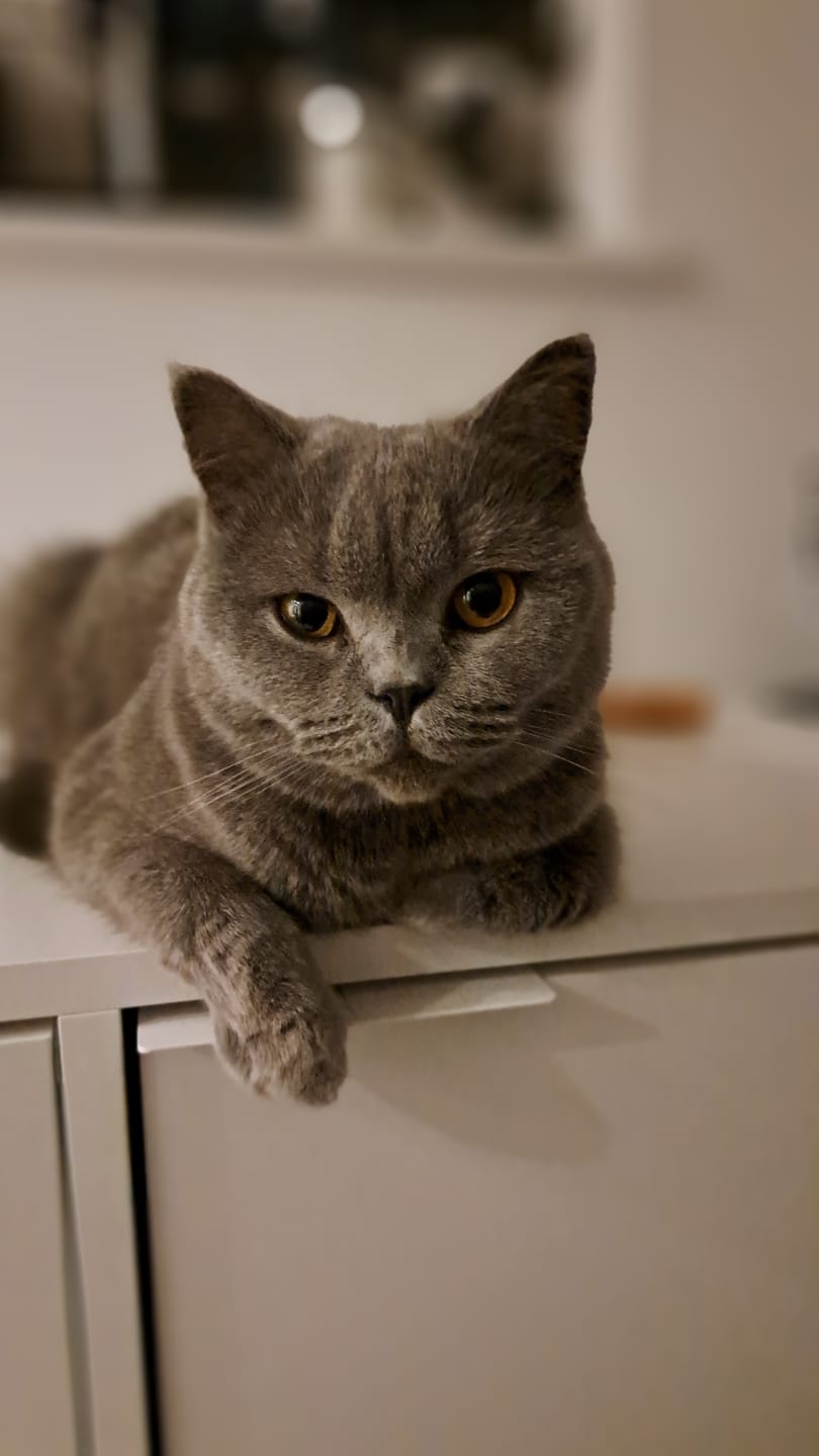 Customer photo review of Cat Gel