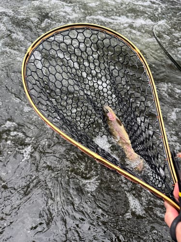 Customer photo review of Blue Line - 19" x 11" Hoop - Custom Handle Lengths