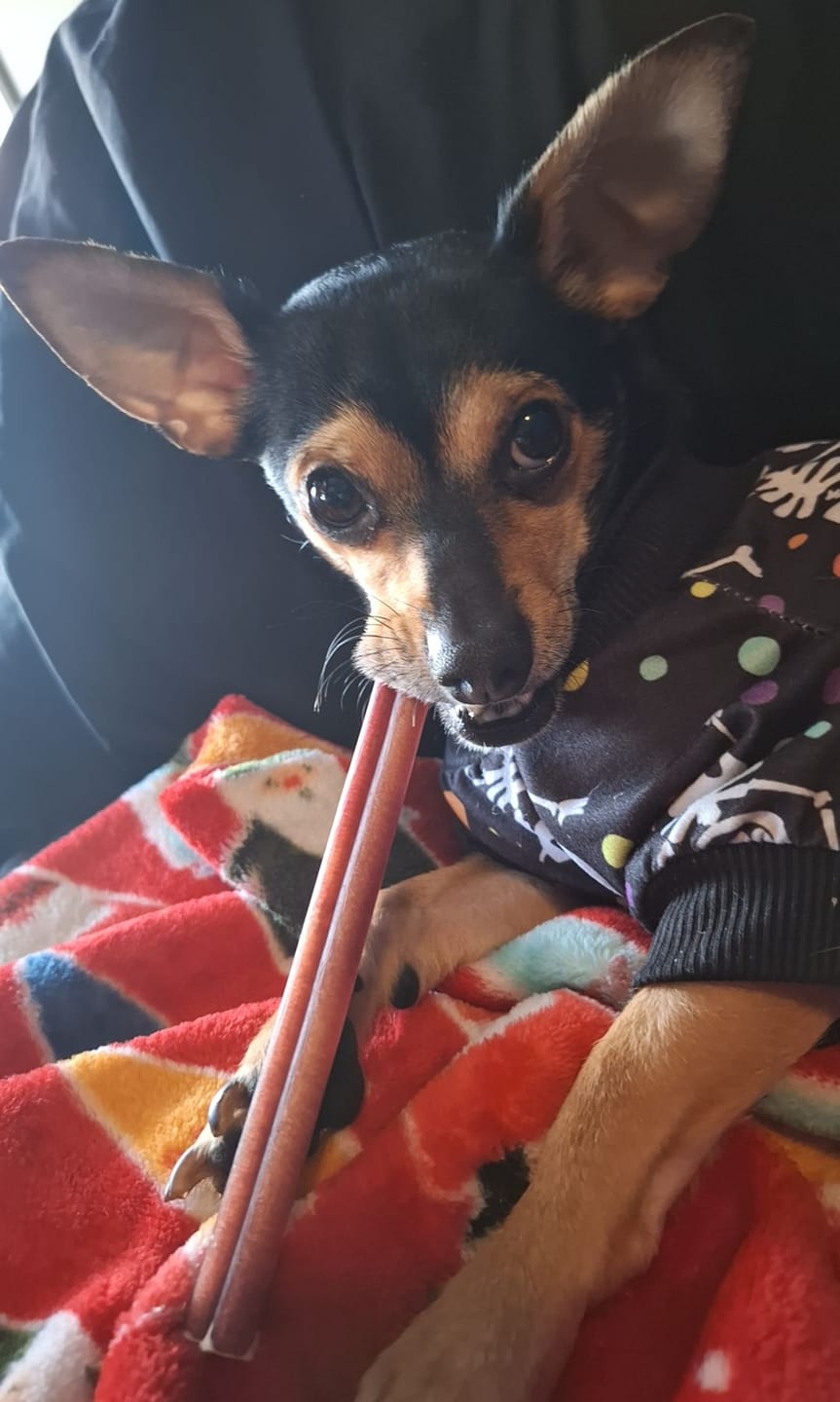 Customer photo review of 6 Inch Monster Bully Stick