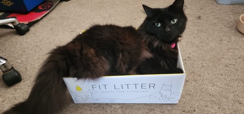 Customer photo review of Fit Litter