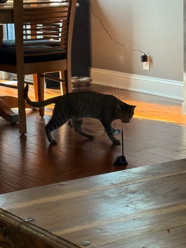 Customer photo review of Interactive Bird Simulation Cat Toy Set