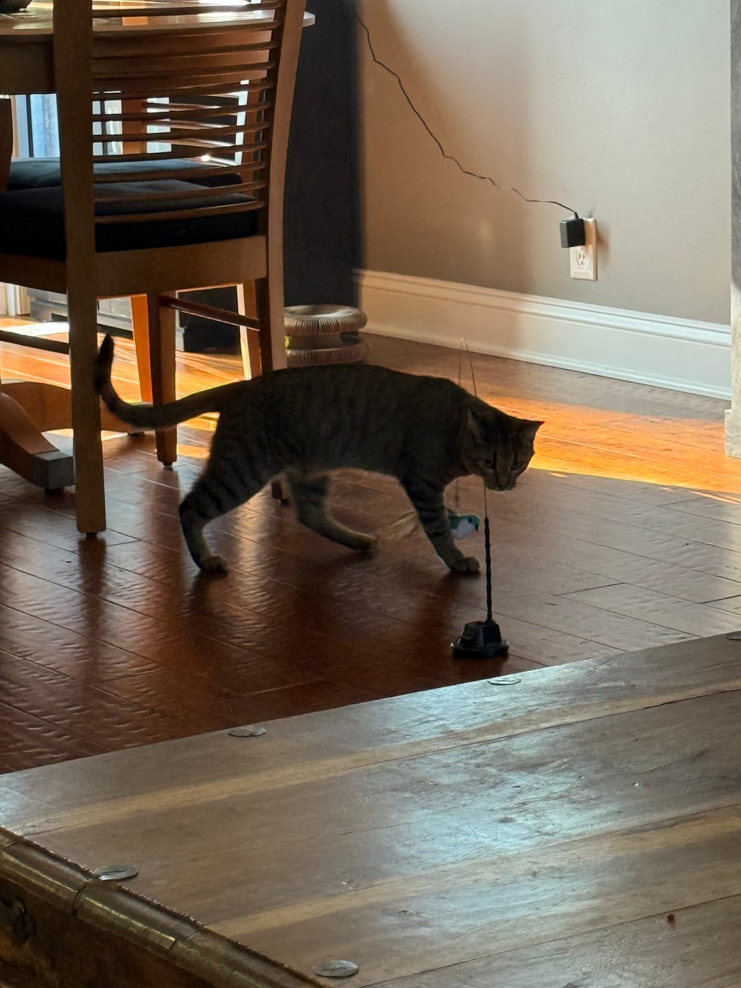 Customer photo review of Interactive Bird Simulation Cat Toy Set