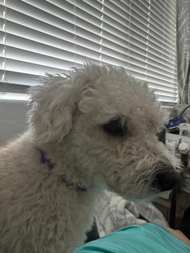 Customer photo review of FREE Gift