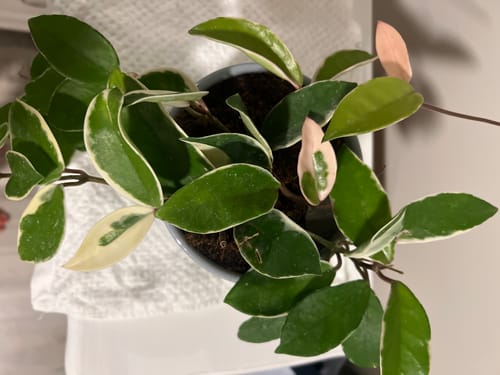 Reviewer's healthy variegated houseplant after treatment with Houseplant Pest Spray.
