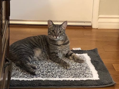 Customer photo review of 2x Blisso Advanced Cat Probiotic | Cat Probiotic for Diarrhea & Kidney Support