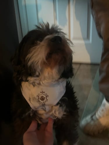 Customer photo review of Mystery Box - Dog