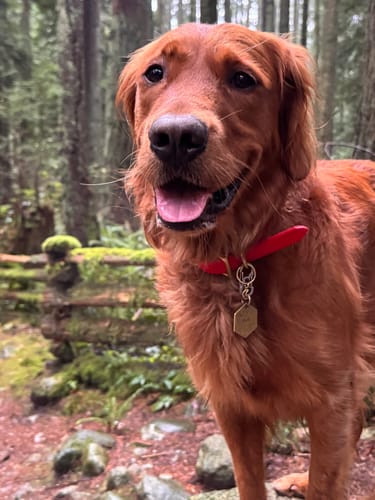 Customer photo review of Cherry - Classic Biothane Dog Collar
