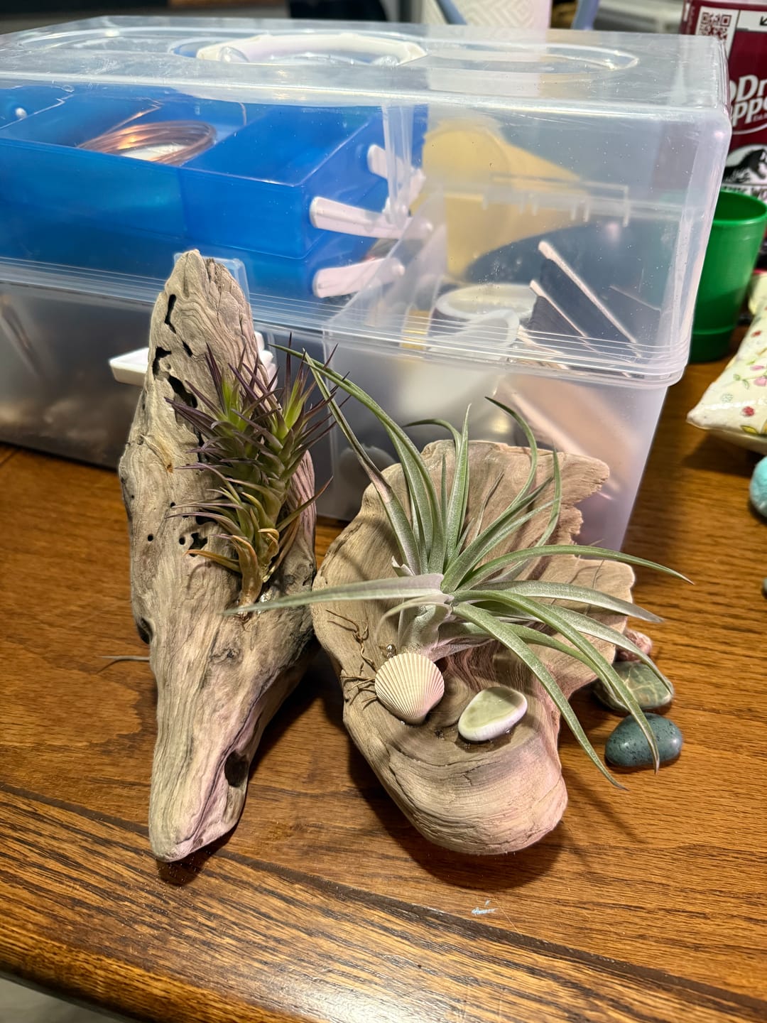Customer photo review of **Air Plant Mystery Box**  (ALL TIERS BACK IN STOCK!)