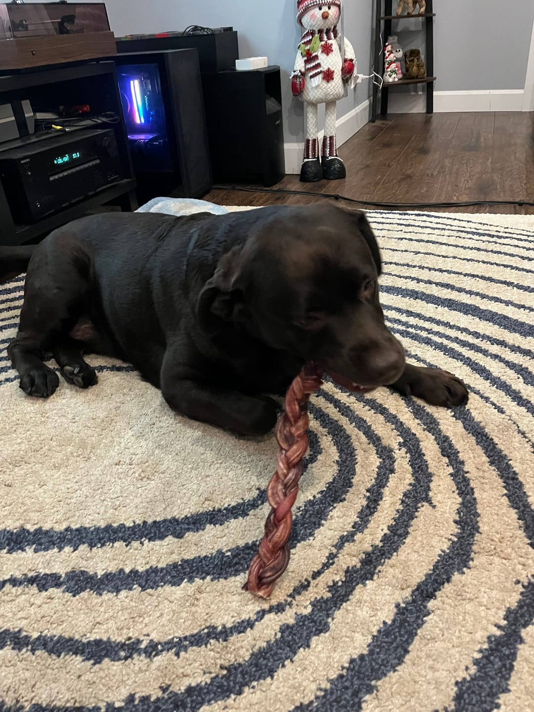 Customer photo review of 12 Inch Thick Braided Bully Stick