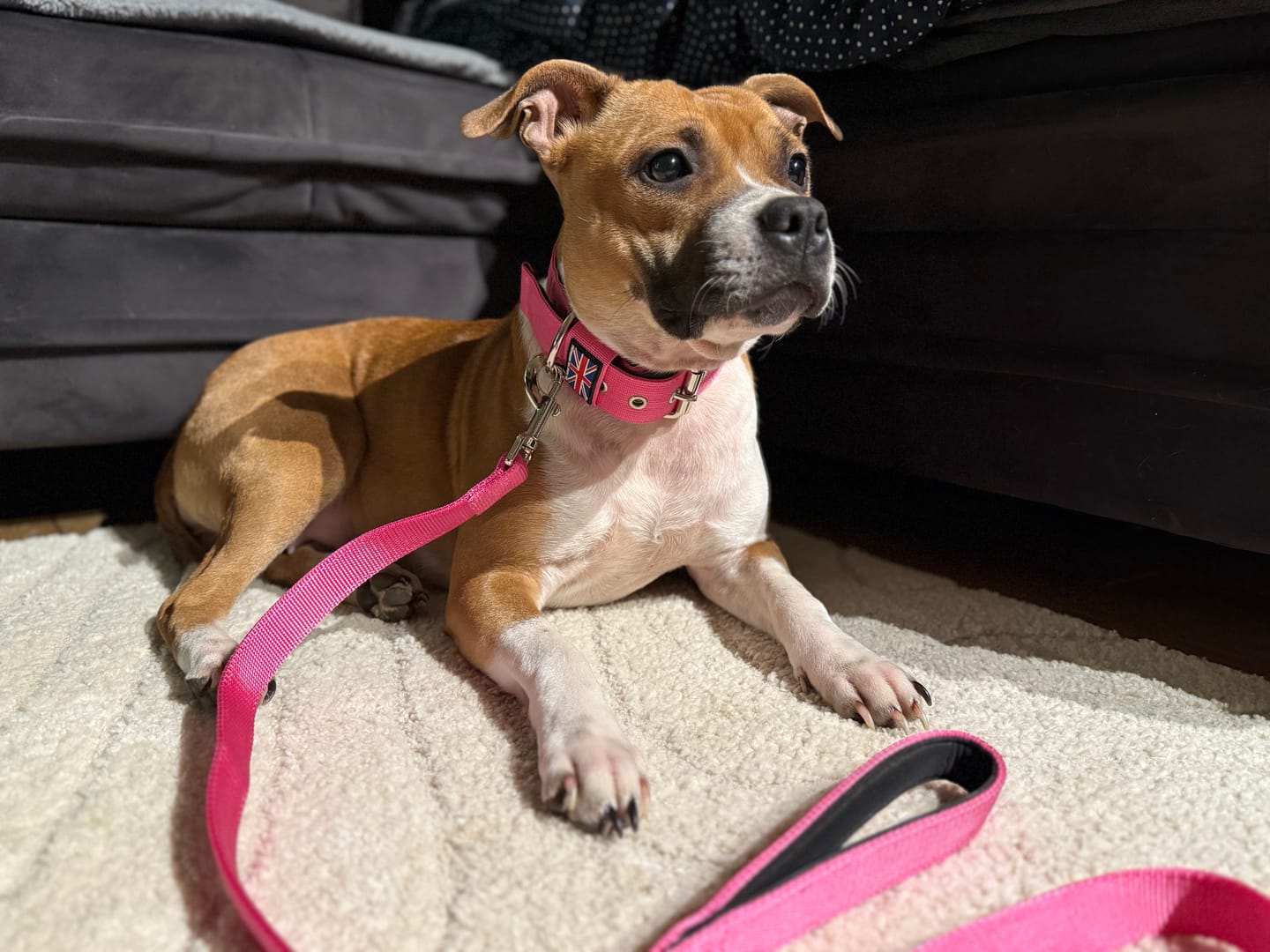 Customer photo review of Staffordshire Bull Terrier 1935® Nylon Collar - Fuchsia