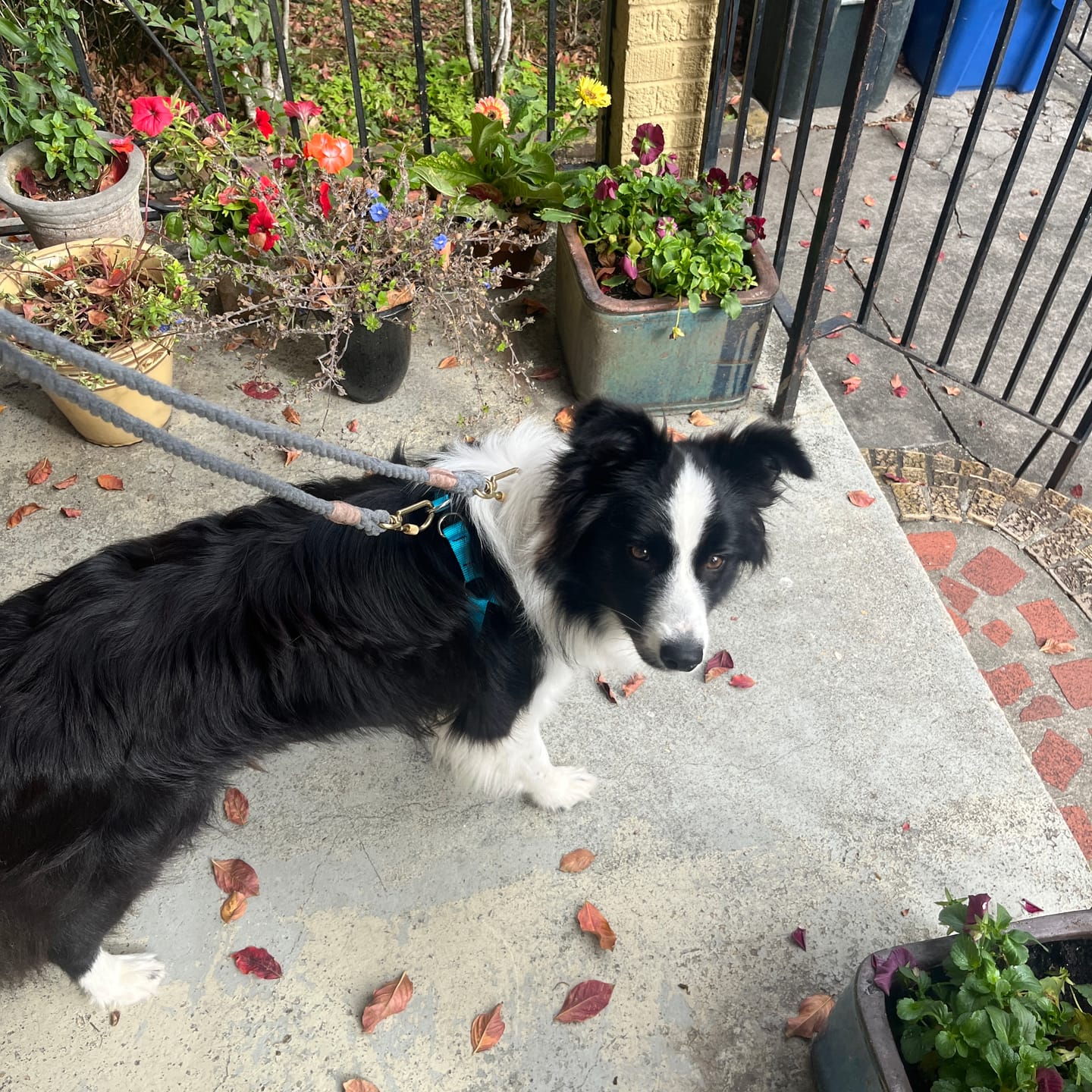 Customer photo review of Grey Up-Cycled Rope Dog Leash, Adjustable & Handcrafted - Found My Animal
