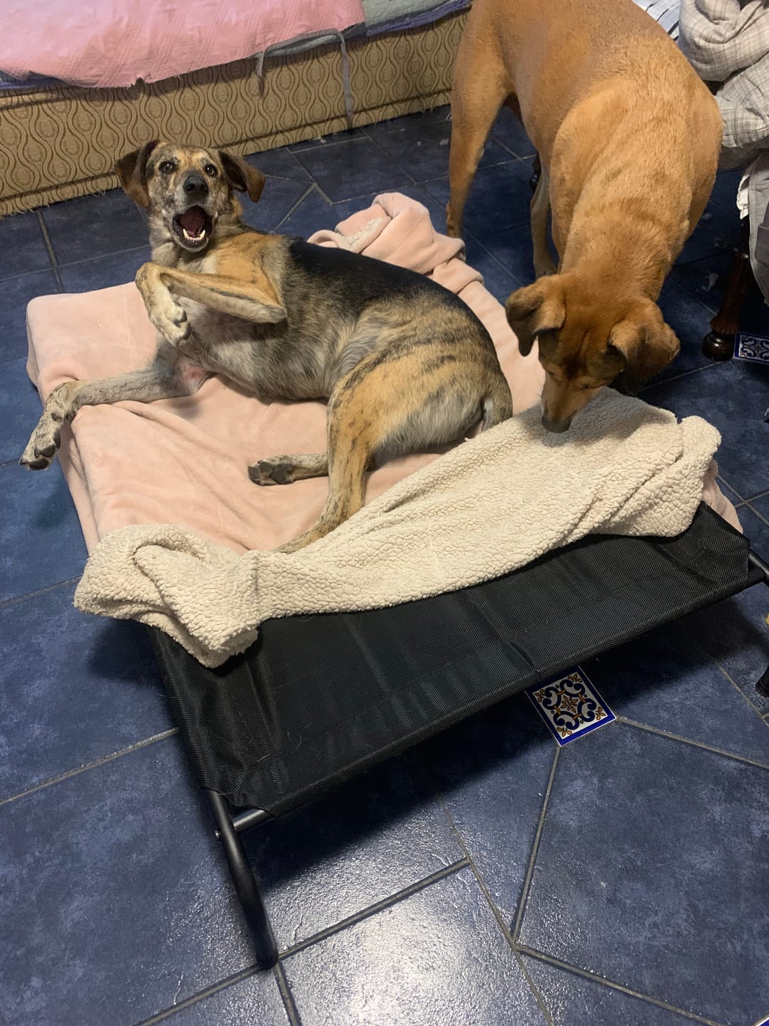 Customer photo review of Cama Elevada THE DOGS: Frescura y Ventilación