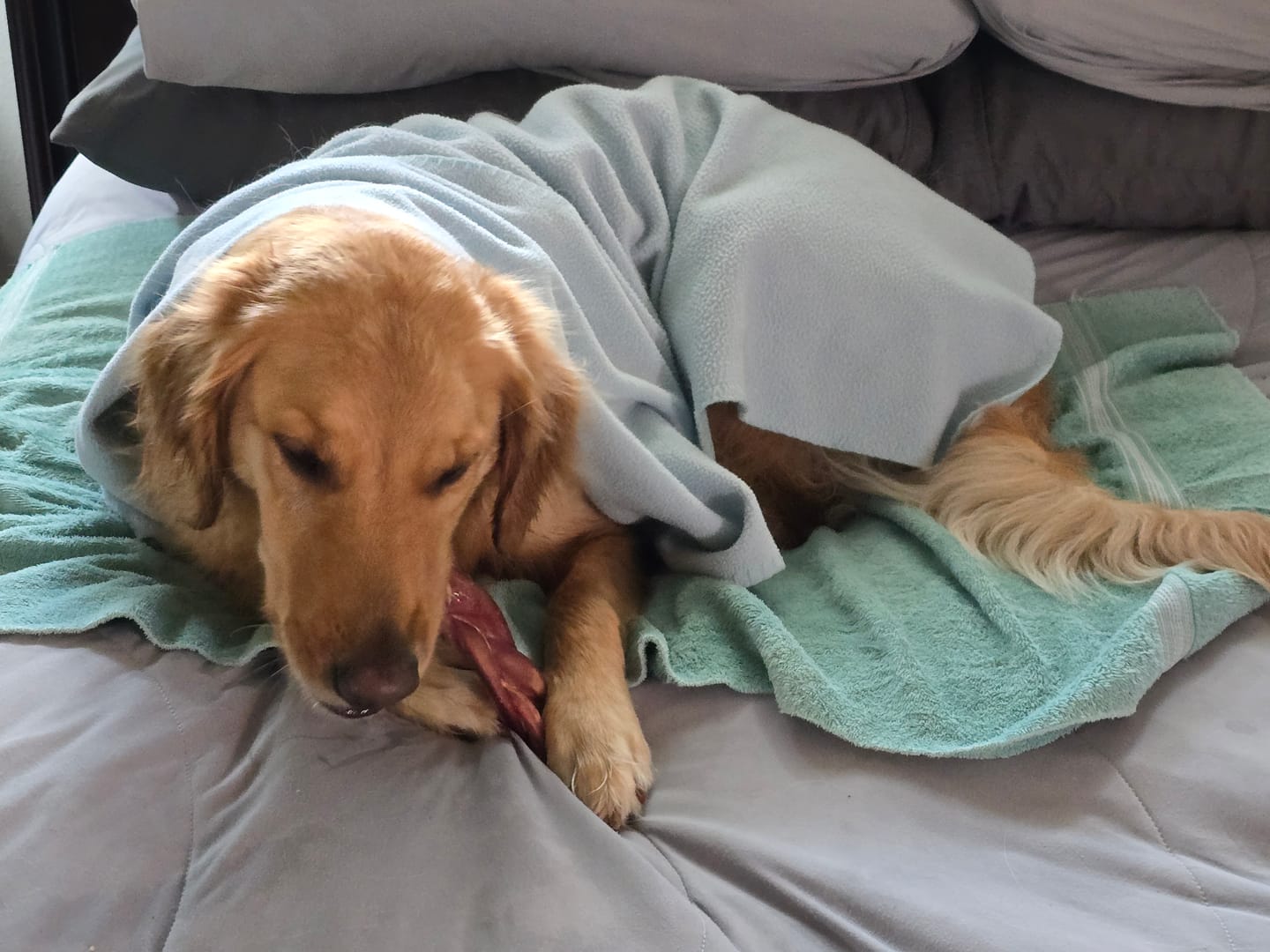 Customer photo review of 6 Inch Braided Bully Sticks