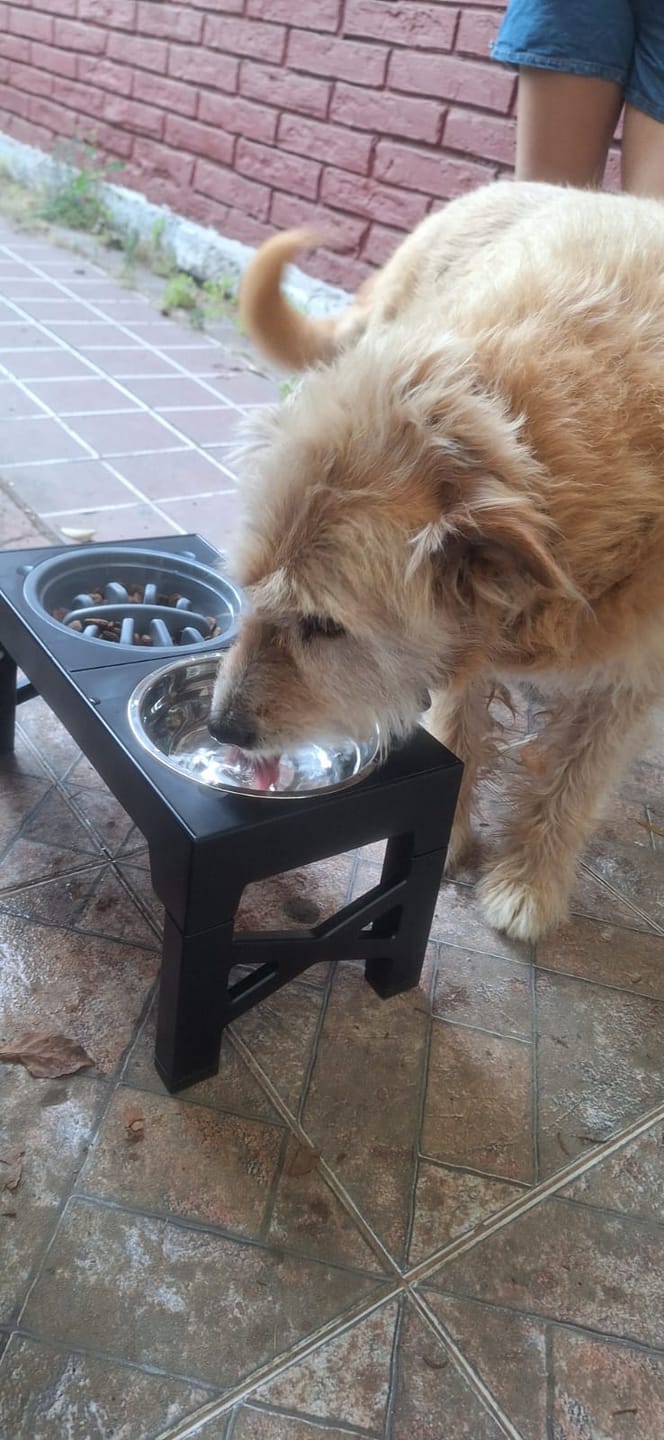 Customer photo review of Comedero Elevado THE DOGS Postura correcta en cada comida