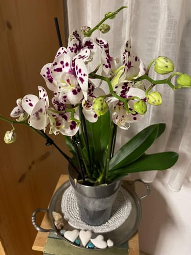 Rezensent zeigt die 'Two of Us Marrakesh'-Orchidee in einem silbernen Topf mit vielen weiß-lila gefleckten Blüten.