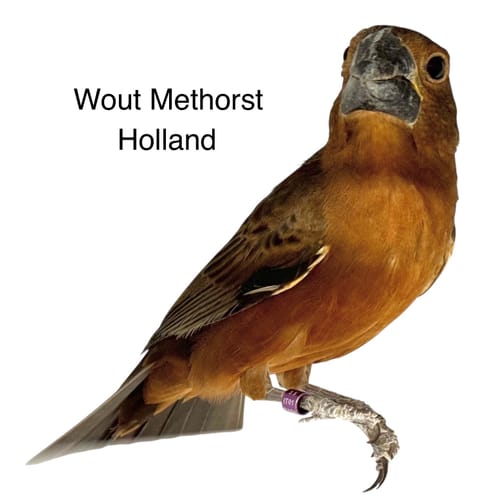 Customer photo review of Verdure Rul Eivoer ( + Vitamine Complex ), Op Basis van wortel, venkel en tomaat - Pineta Zootecnici
