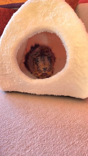 Customer photo review of 🏠 Kuscheliges Grau/Rosa – Gemütliches Kuppelhaus für Meerschweinchen