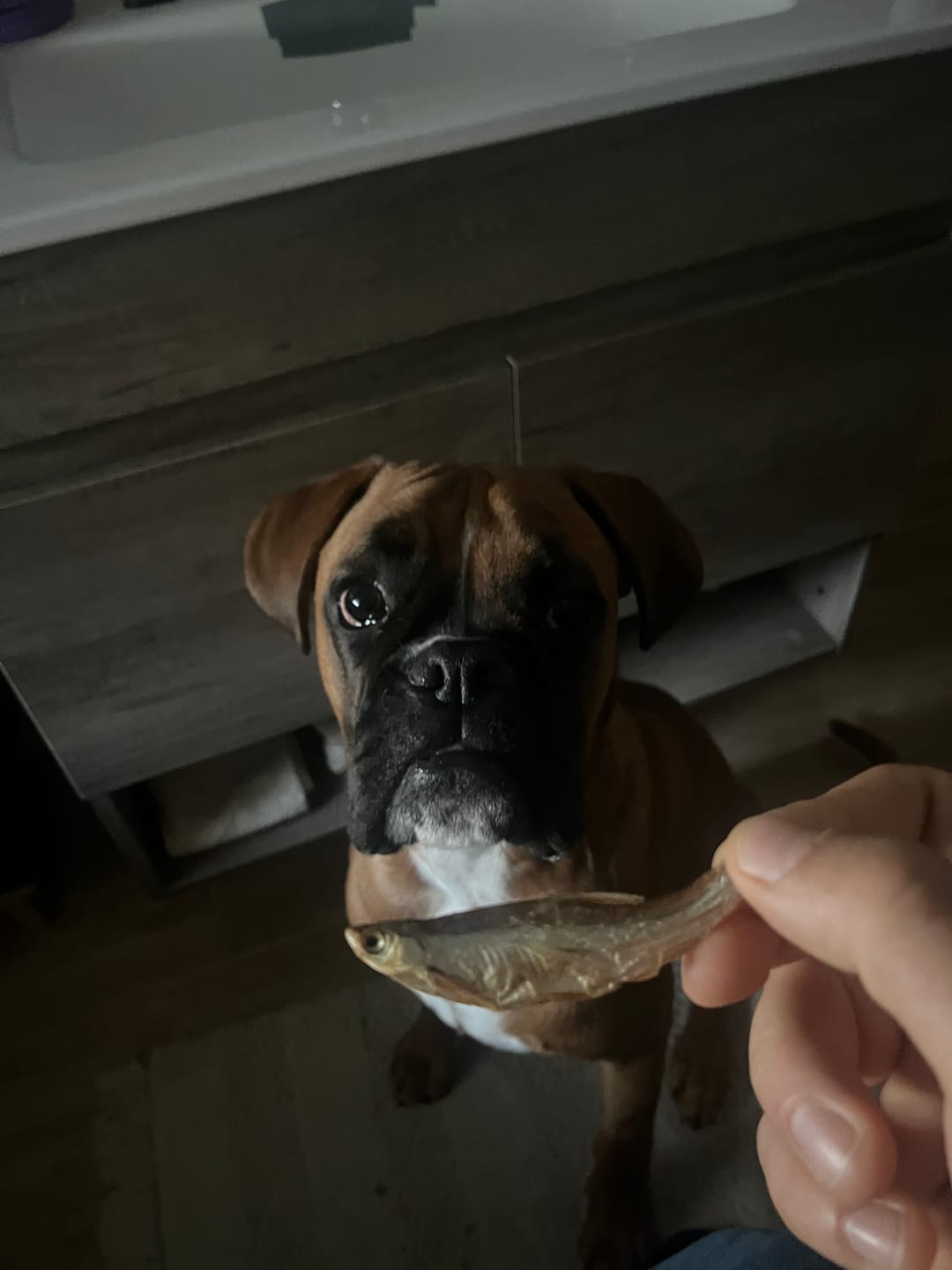 Customer photo review of PUPPY-PRO