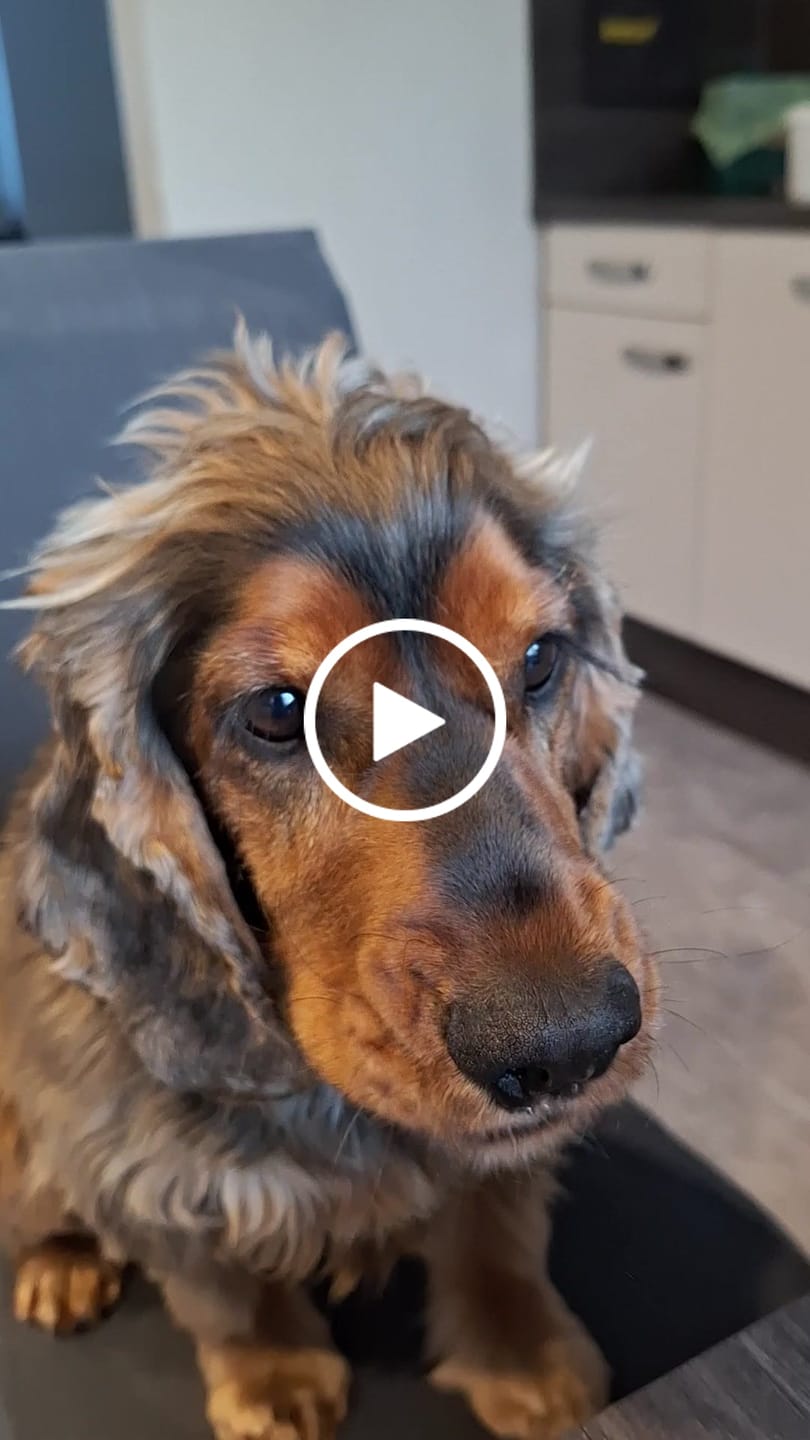 Customer video review of Belly Champ