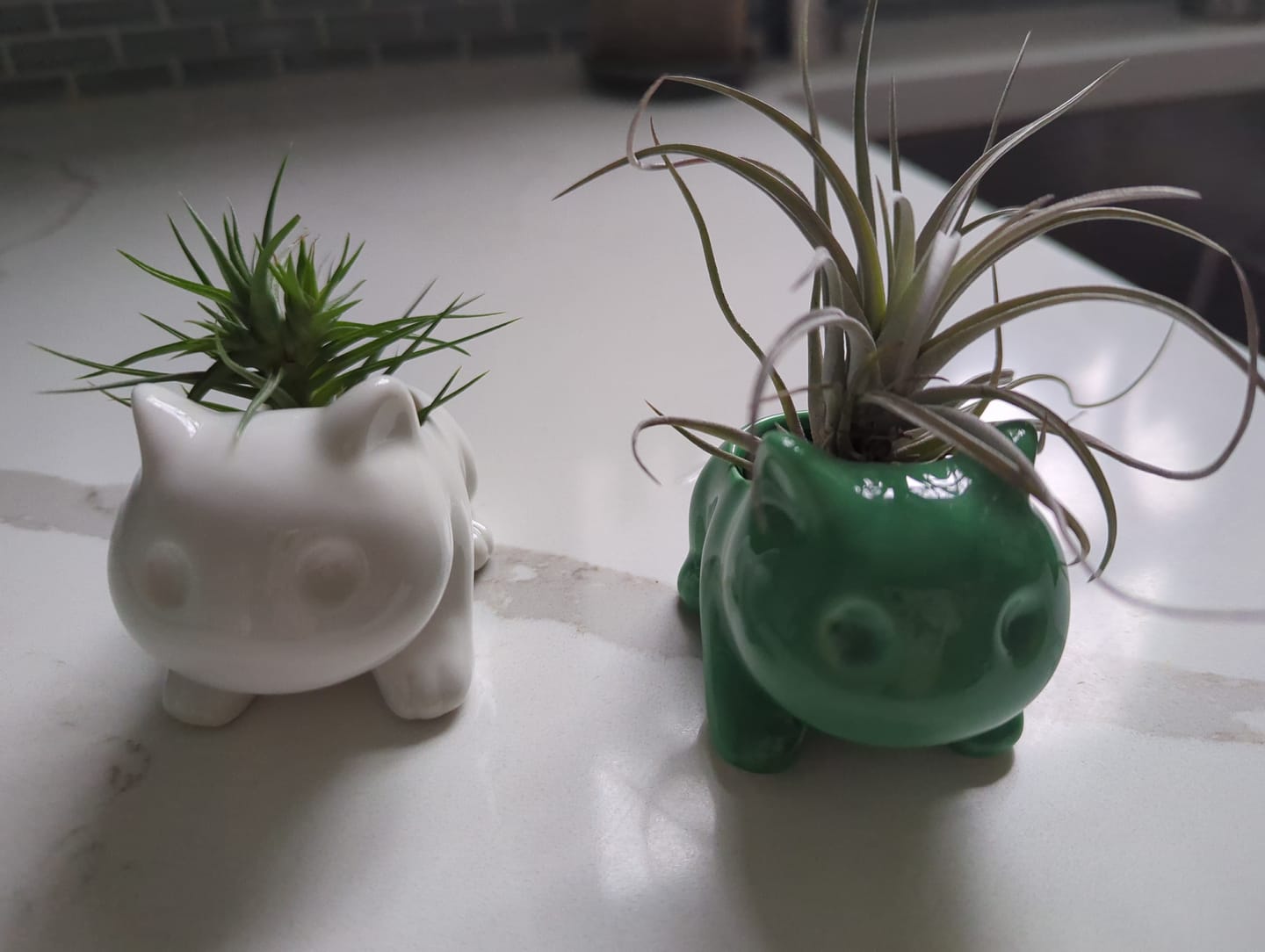 Customer photo review of Bulb Dinosaur / Cat Planter  (Includes Drainage Hole For Non Air Plants)
